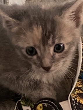 ready to adopt