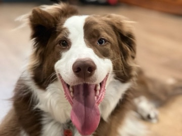 Border Collie – 转让心爱狗狗 – 里士满