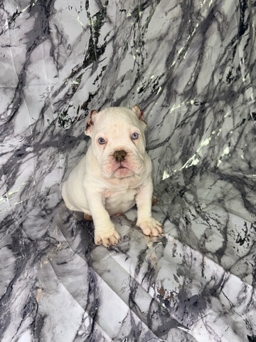American Pit Bull Terrier – Zinc “micro bully”