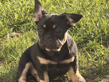 French Bulldog – Akc Frenchie , fluffy & fluffy carriers , Big Rope – Hilliard