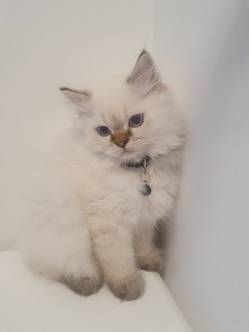British Longhair – liebe kater