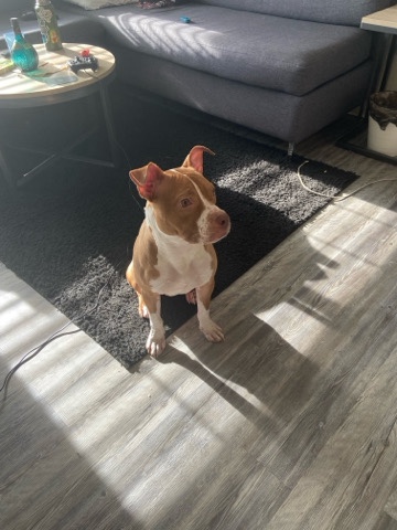 Pit for sale