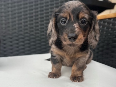 Dachshund – miniature dachshund puppies – Broken Arrow