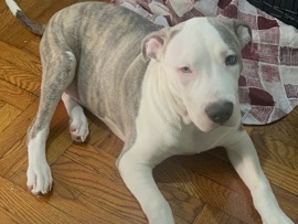American Pit Bull Terrier – American pitbull puppy – New York