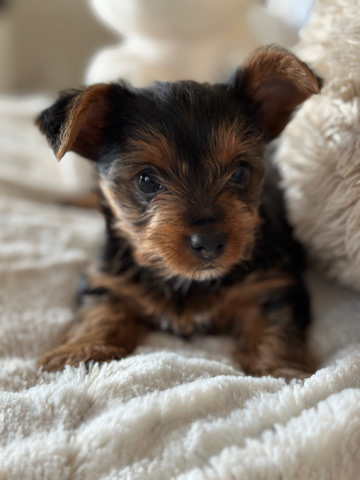 Yorkshire Terrier – Baby yorkie find new home!