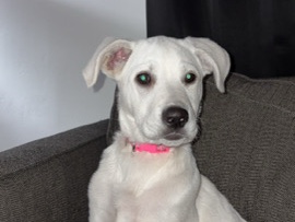 Golden Retriever – golden retriever/ German shepherd – Tucson