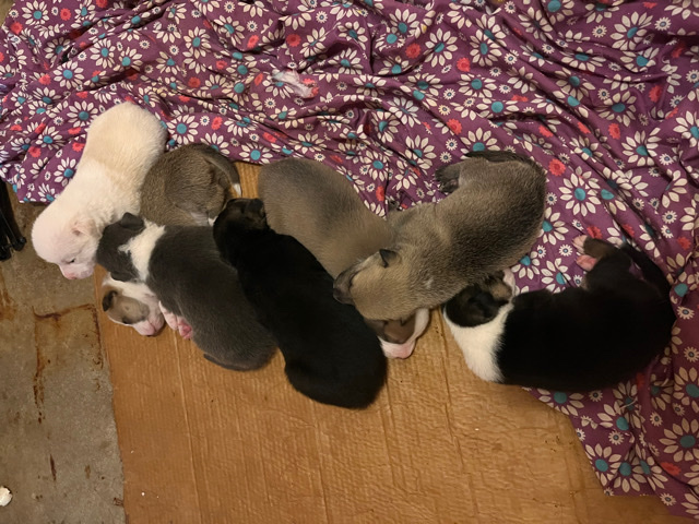 puppies (pit mixes)