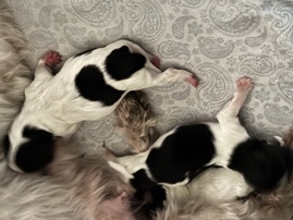 Maltipoo – multipoo – Plano