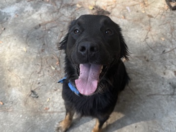 rehoming-spayed – Prattville
