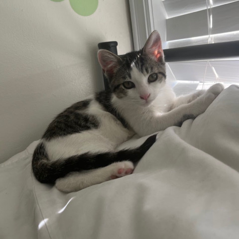 Russian White, Black and Tabby – Tabby Kitten - Free