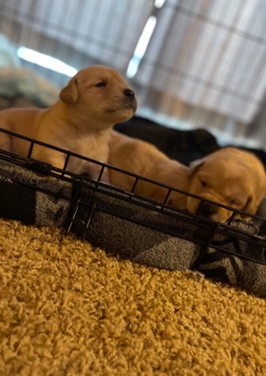 Golden Retriever – Black Lab/Golden Retriever Puppies