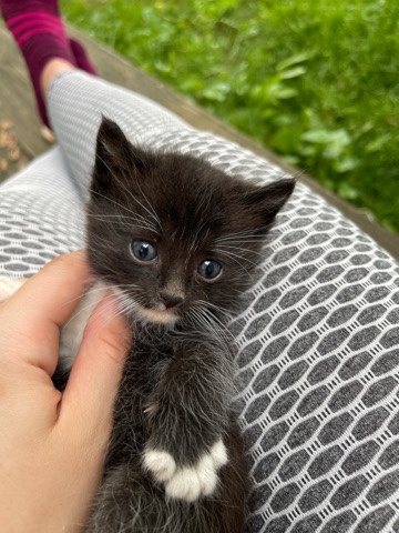 black baby kitten!