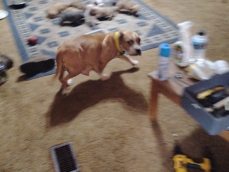 full blooded mico bullies XL 