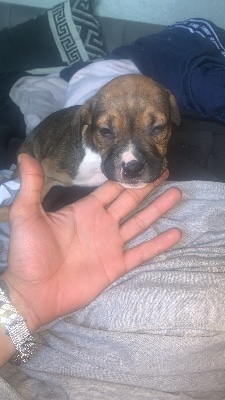 Staffordshire Bull Terrier – Staffy puppy x – Leeds