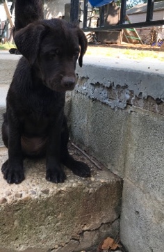 Labrador Retriever – Labrador