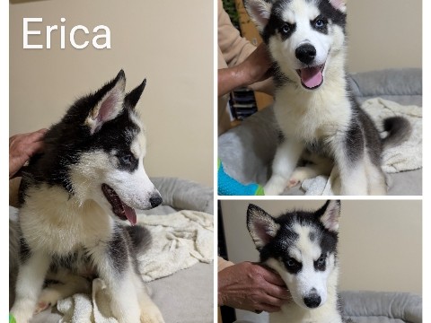 Siberian Husky - husky puppy  available for adoption in Washington