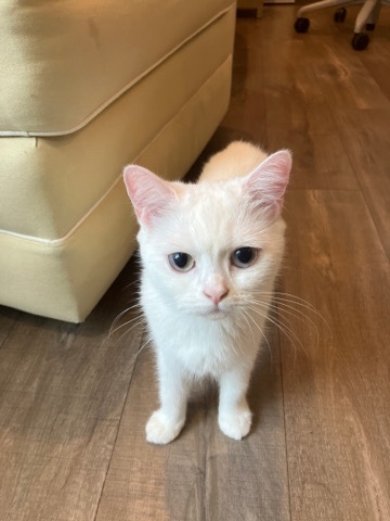 British Shorthair – Little White