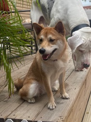 Shiba Inu – shiba inu