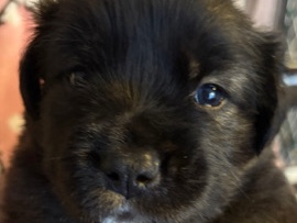 Mixed Breed – puppies – Port Richey