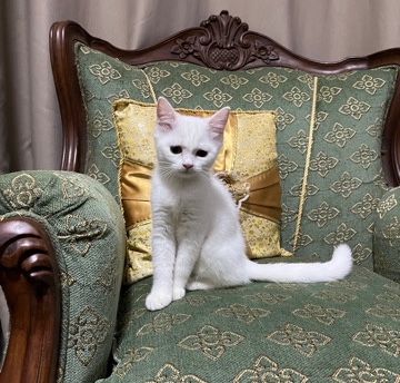 British Shorthair – BSH mix kitten for rehome