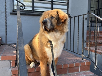 Tibetan Mastiff – Purebred Tibetan Mastiff – Los Angeles
