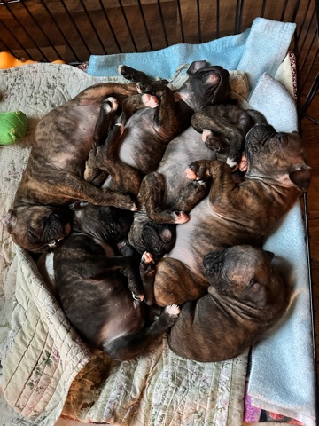 Boxer – Brindle Boxer Puppies