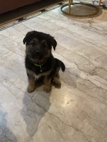 German Shepherd – german shepherd puppies