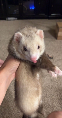 ferret – ferrets