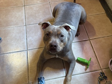 Image of American Pit Bull Terrier