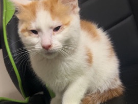 Turkish Van – kitten – Tipton