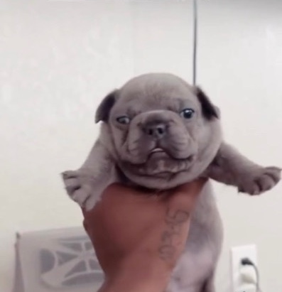 French Bulldog – Blue Frenchie