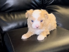 Maltipoo – Maltipoo you – Golf Manor