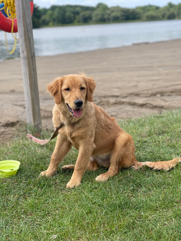 Golden Retriever – Golden Retriever 6 Months Old