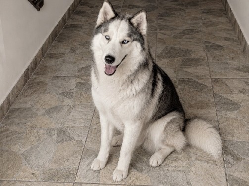 Siberian Husky – VENDA HUSKY SIBERIANO FEMEA – Mogi Guaçu