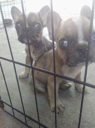 French Bulldog – Sable Merle Frenchies for Sale