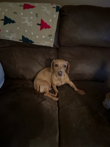 Dachshund – Dachshund/Chihuahua mix