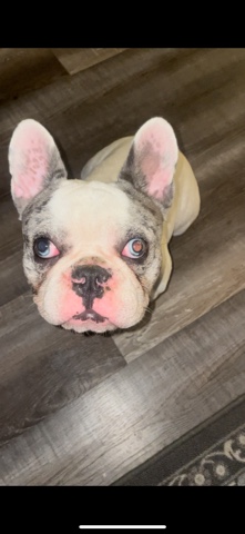 French Bulldog – pied Merle