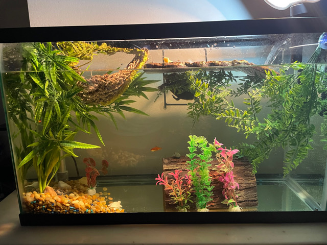 red eared slider turtle with whole set up for sale