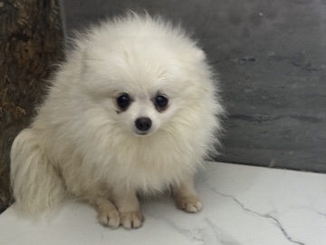 Pomeranian – Teacup pomeranian for sale – 阿治曼