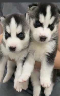 Siberian Husky – husky
