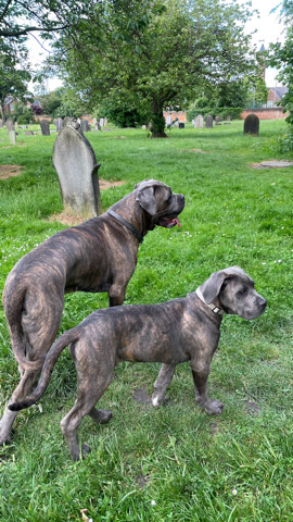 Cane Corso – Cane corso well socialised, trained