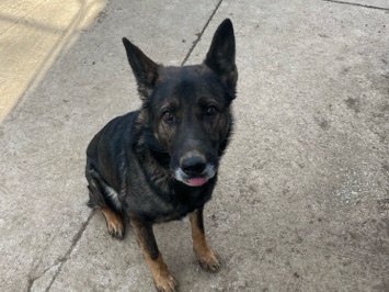 German Shepherd – Thor