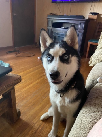 Siberian Husky – Siberian husky