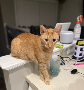 Fin orange tabby