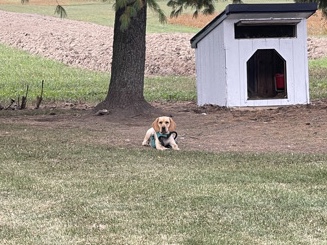 Labrador Retriever – cocker spaniel/lab mix – Romulus