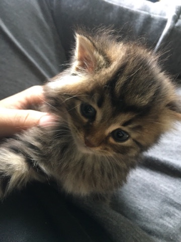 it is an American long haired breed