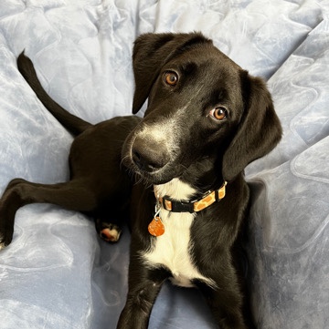 Australian Shepherd – Aussie/Doodle/Mastiff Mix
