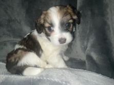 Mixed Breed – Forever home – Fort Wayne