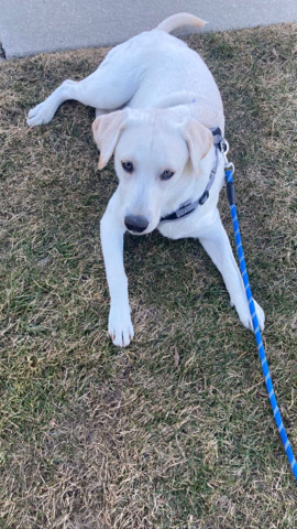 Labrador Retriever – Needs (loving) home