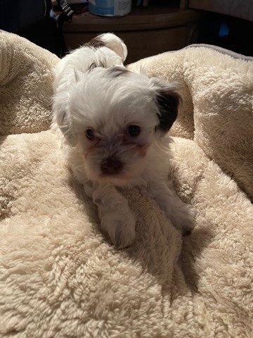 Mixed puppy Maltese/ poodle